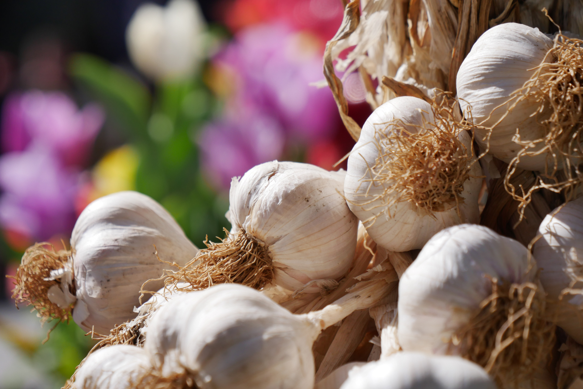 Natural Remedies to help heal during flu season garlic